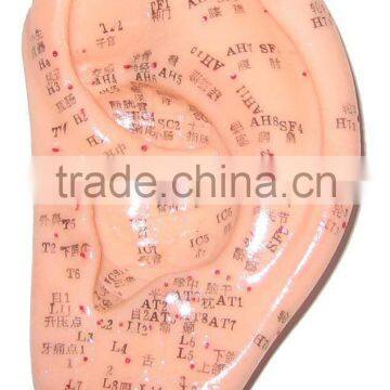 Acupuncuture Ear Model-13cm