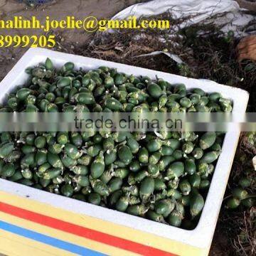 FRESH BETEL NUT ( export.vilaconic(at)gmail.com