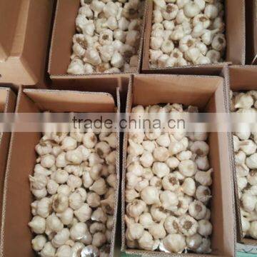 Wholesale Garlic Pure White garlic 4.5cm-5cm