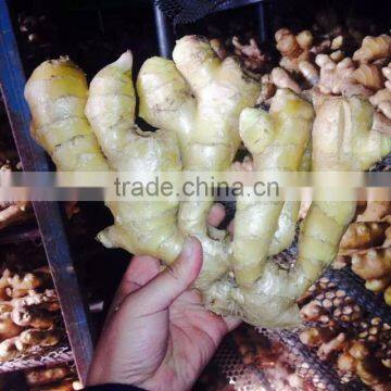 Wholesale Ginger Price