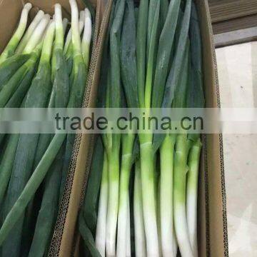 Fresh Vegetables Fresh Long Onion