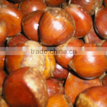 Chestnut