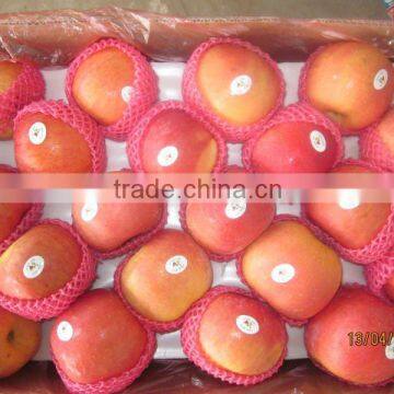 Chinese Fresh Fuji apple