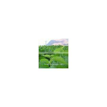 First Level Mulberry Extract For Sale