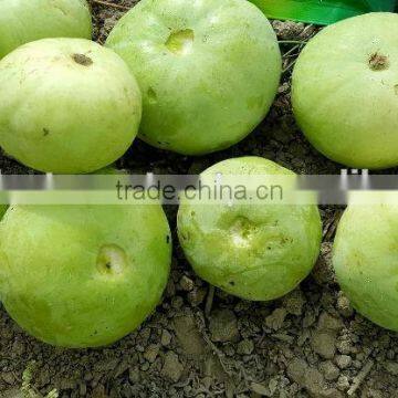 Hybrid TINDA ROUND GOLD SPECIAL F1 Seeds photo-3