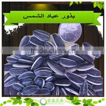 Good quality Sunflower Seeds 5009