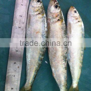 Sardine photo-4