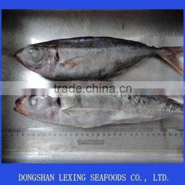 Whole Round Red Tail Horse Mackerel photo-2