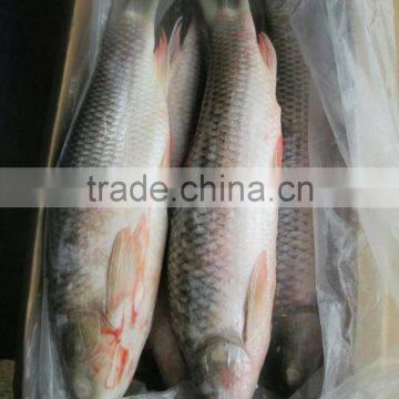 ROHU LABEO ROHITA photo-2