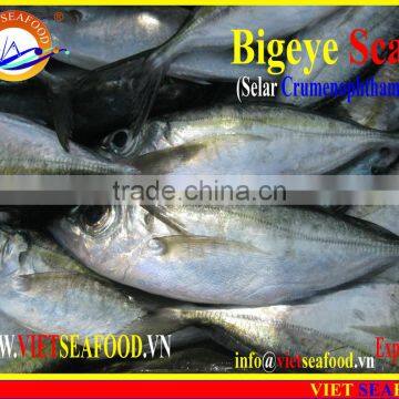 FROZEN BIGEYE SCAD WHOLE ROUND photo-6