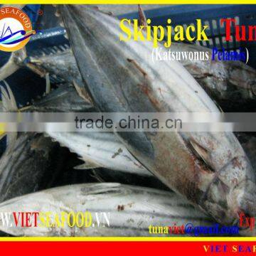 FROZEN SKIPJACK TUNA WHOLE ROUND