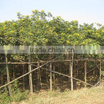 Cassia Glauca (Cassia Surattensis) photo-5
