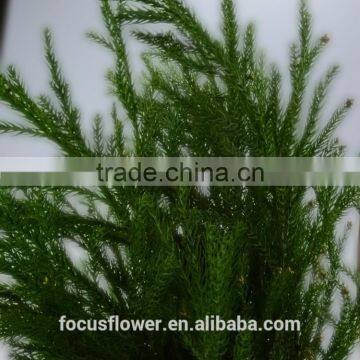 Hot-sell Kashiwaba Fresh Leave With Factory Price