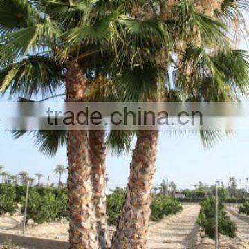 Washingtonia Robusta Palm Tree