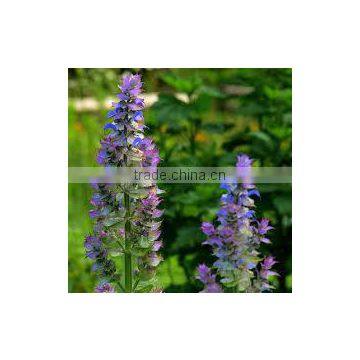 Clary Sage photo-2