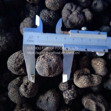 Factory Price Premium Quality Fresh Wild Black Truffle Mushroom  (1-3CM) from China