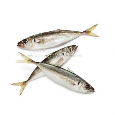 Horse Mackerel