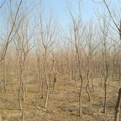 6 - Centimeter Chinese Tallow Trees, Cheap Price, Guaranteed Survival Rate photo-3