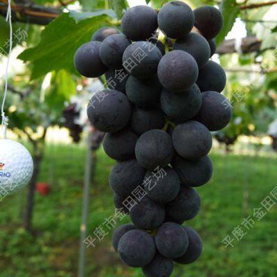 Гигантские розовые саженцы винограда, виноградные лозы