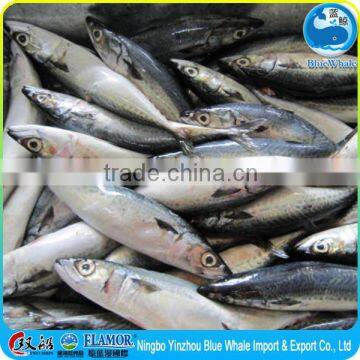 New Frozen Whole Pacific IQF BQF Mackerel on Sale photo-2
