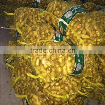 Chinese Fresh Ginger with different size