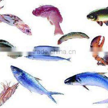 Water Purification Product