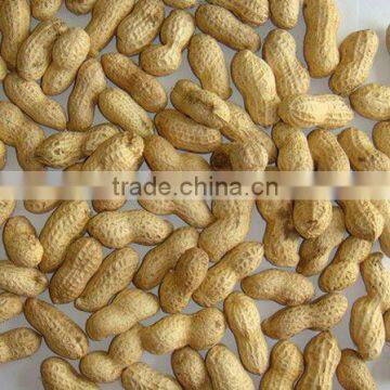 Roasted groundnuts in shell