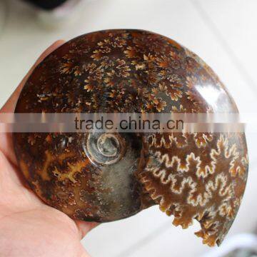 large 100% Natural conch Ammonite fossil for decoration