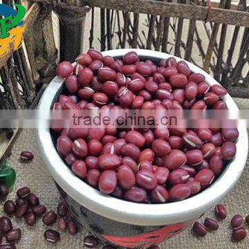 China New Crop Red Adzuki Bean