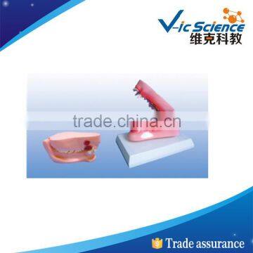 Best price good quality Canine teeth model