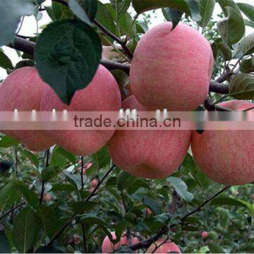 fuji apple farm export