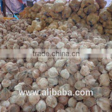 Viet Nam Semi Husk Mature Coconut photo-4