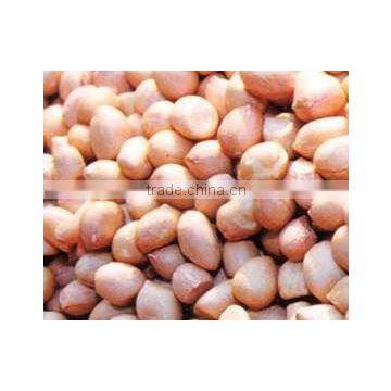 EXPORT QUALITY JAVA PEANUT FOR SERBIA