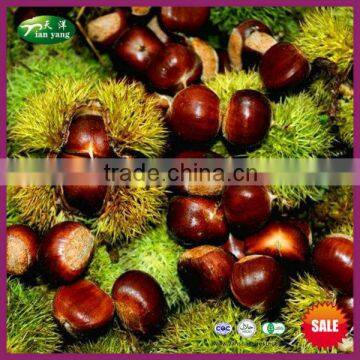 2015 New Crop Health Fresh Chestnut in China