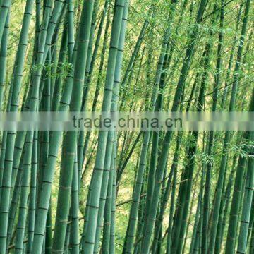 Bamboo Poles photo-6