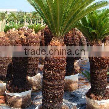 Indoor and outdoor plants Taiwan cycas-revoluta