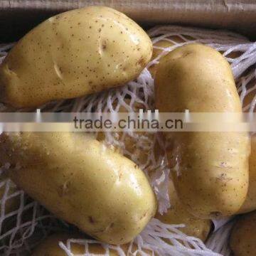 Potato