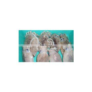 Whole Round Block Frozen Baby Cuttlefish