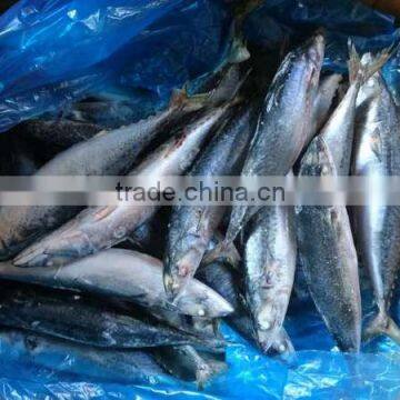 BQF New Catch Size 400/600 g Sea Frozen Pacific Mackerel photo-5