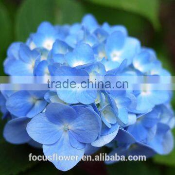 Factory Direct Wholesale Multi Colors Hydrangeas Cut Fresh Hydrangea photo-4