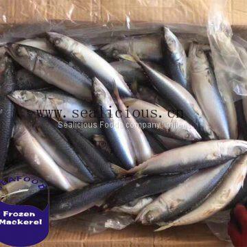 Fat Mackerel Frozen Mackerel 200-300g