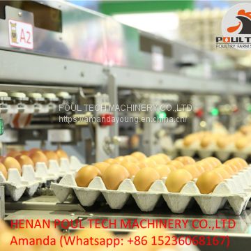 Automatic Egg Grading Machine & Egg Package Machine