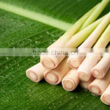 Best Quality of frozen lemongrass Vietnam