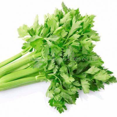 Chines Factory Good Quality Celery Seeds for Planting photo-4