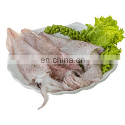 loligo squid chinese frozen loligo squid