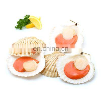 Frozen Farreri Scallop Half Shell Scallop