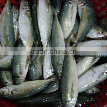 W/R FROZEN HORSE MACKEREL 60-80 pcs