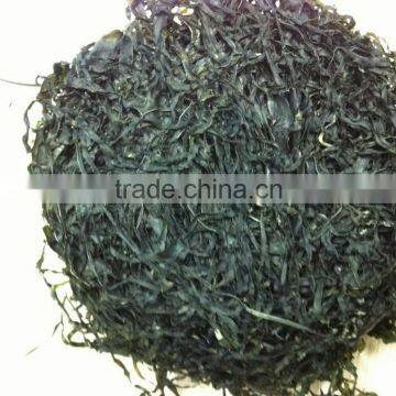 High Swelling Machine Dried Kelp Cut. Shredded Green Laminaria