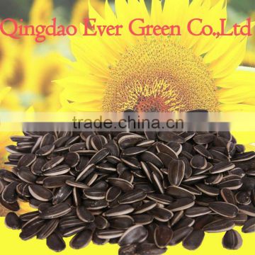 new crop chnese Sunflower seeds 363 601