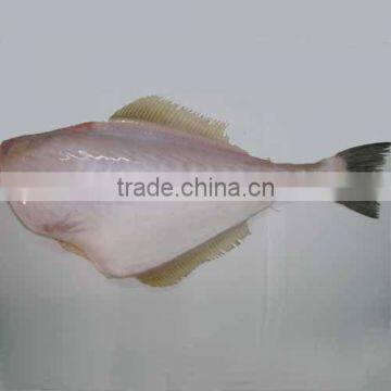 FROZEN LEATHER JACKET FISH